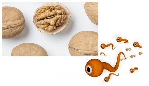 Una dieta rica en nueces mejora la cantidad y la motilidad de los espermatozoides